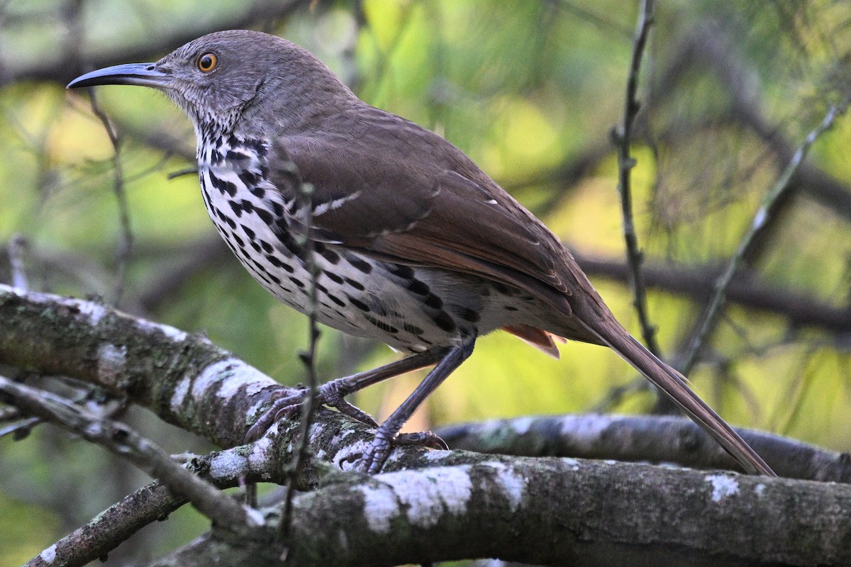 Long-billed Thrasher - ML644895366