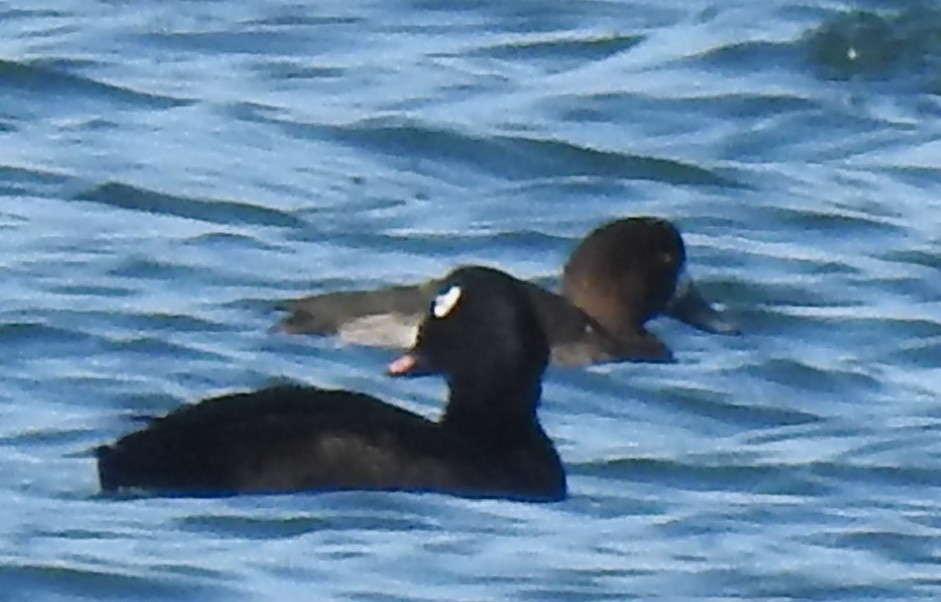 Bergente - ML644895371