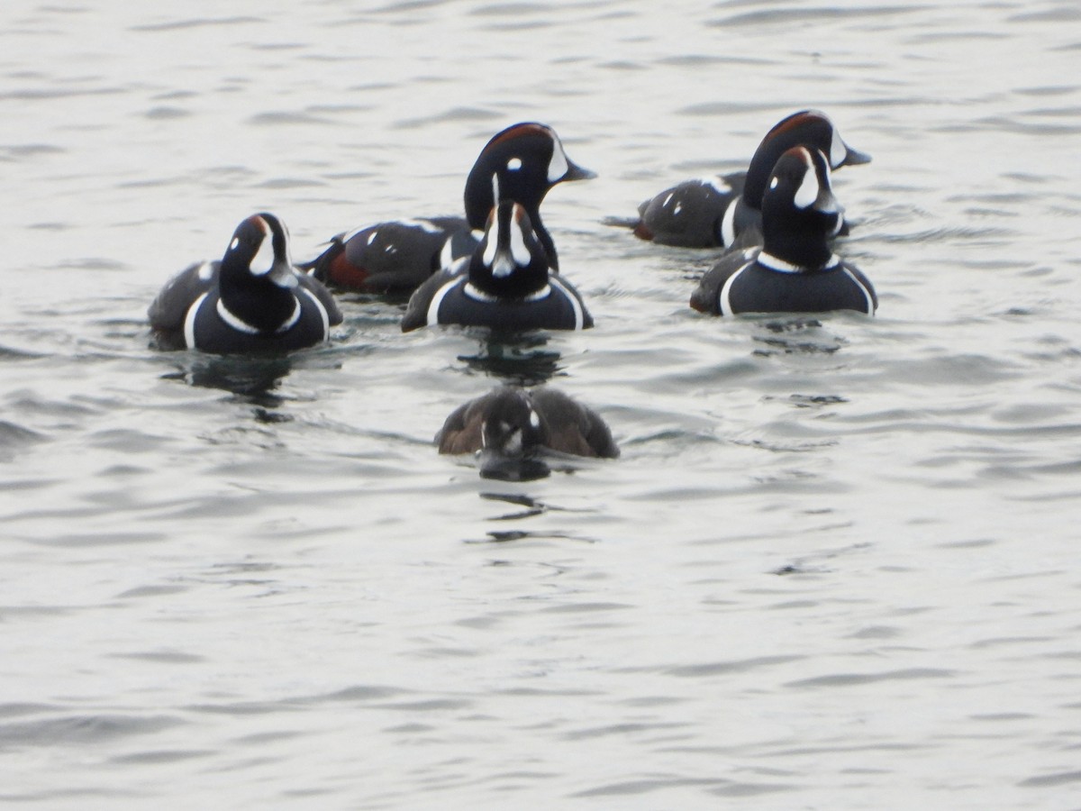Harlequin Duck - ML644895372