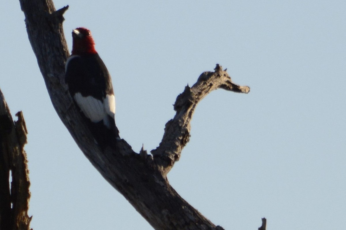 Red-headed Woodpecker - ML644895374
