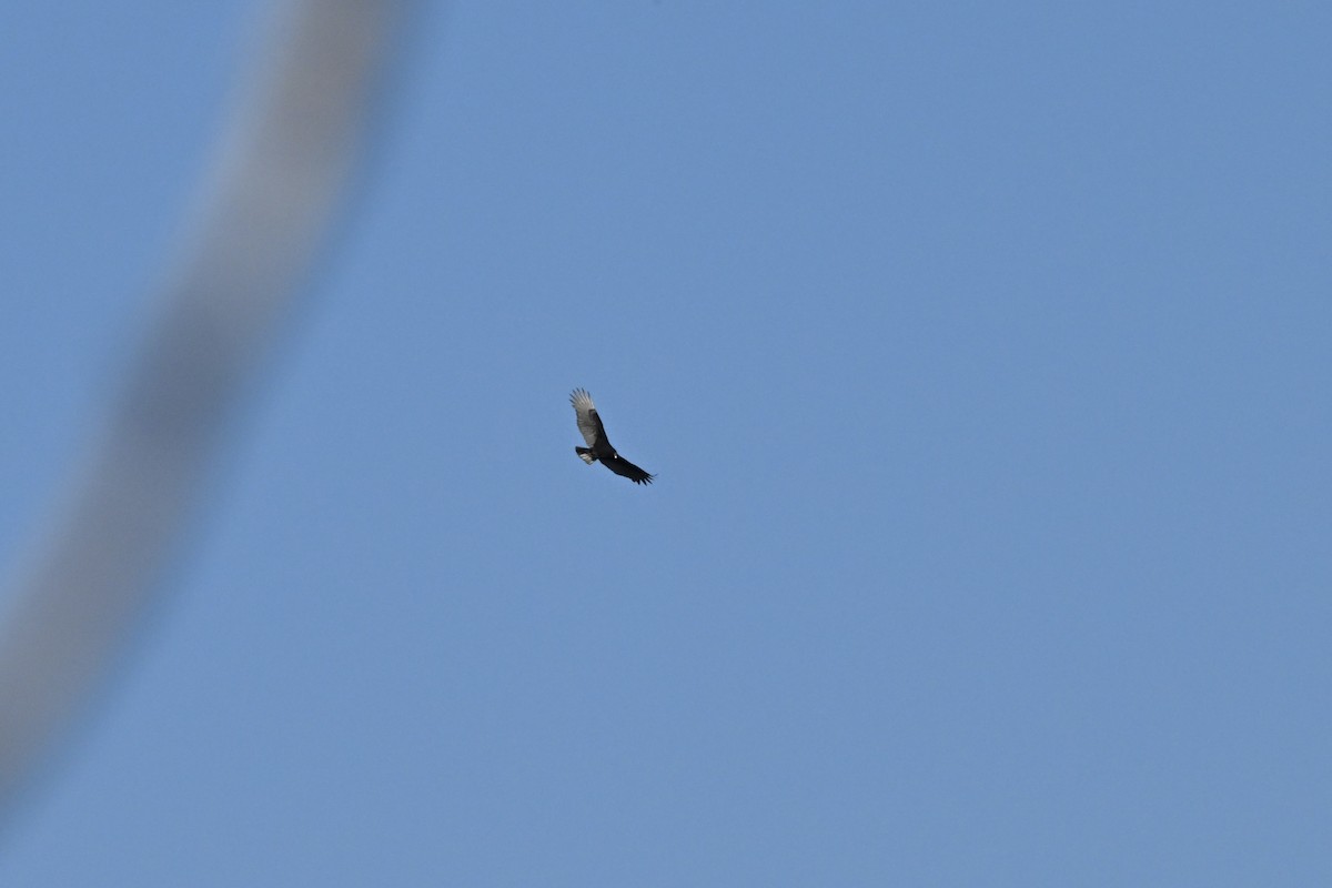 ヒメコンドル - ML644895376