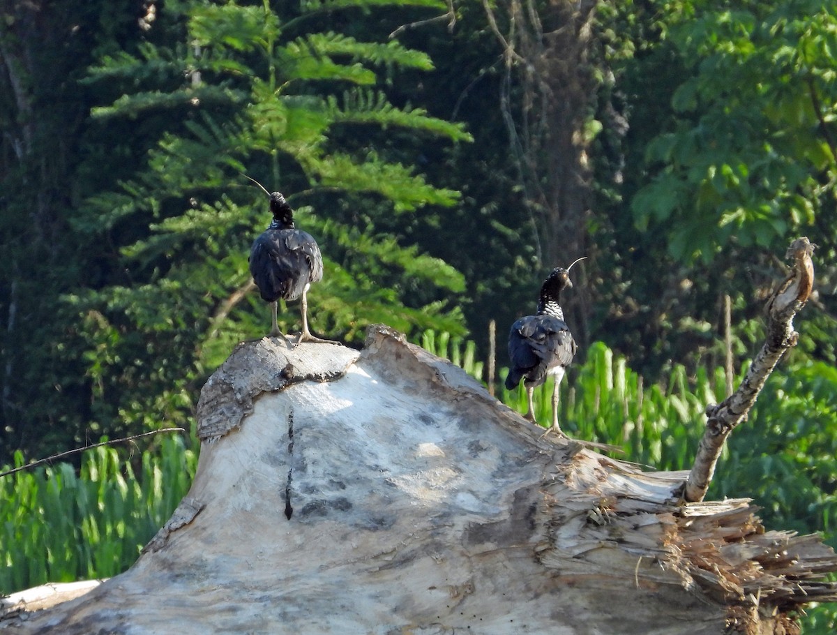 kamiš růžkatý - ML644895400