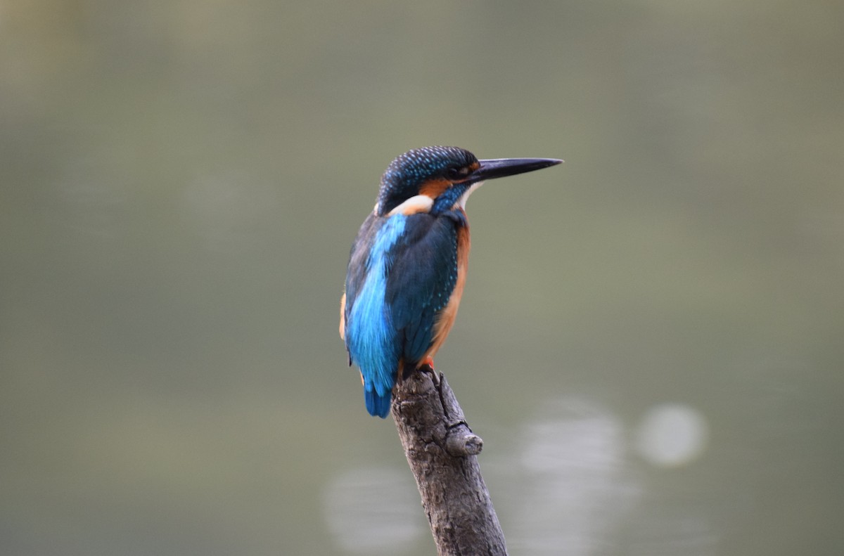 翠鳥 - ML644895404