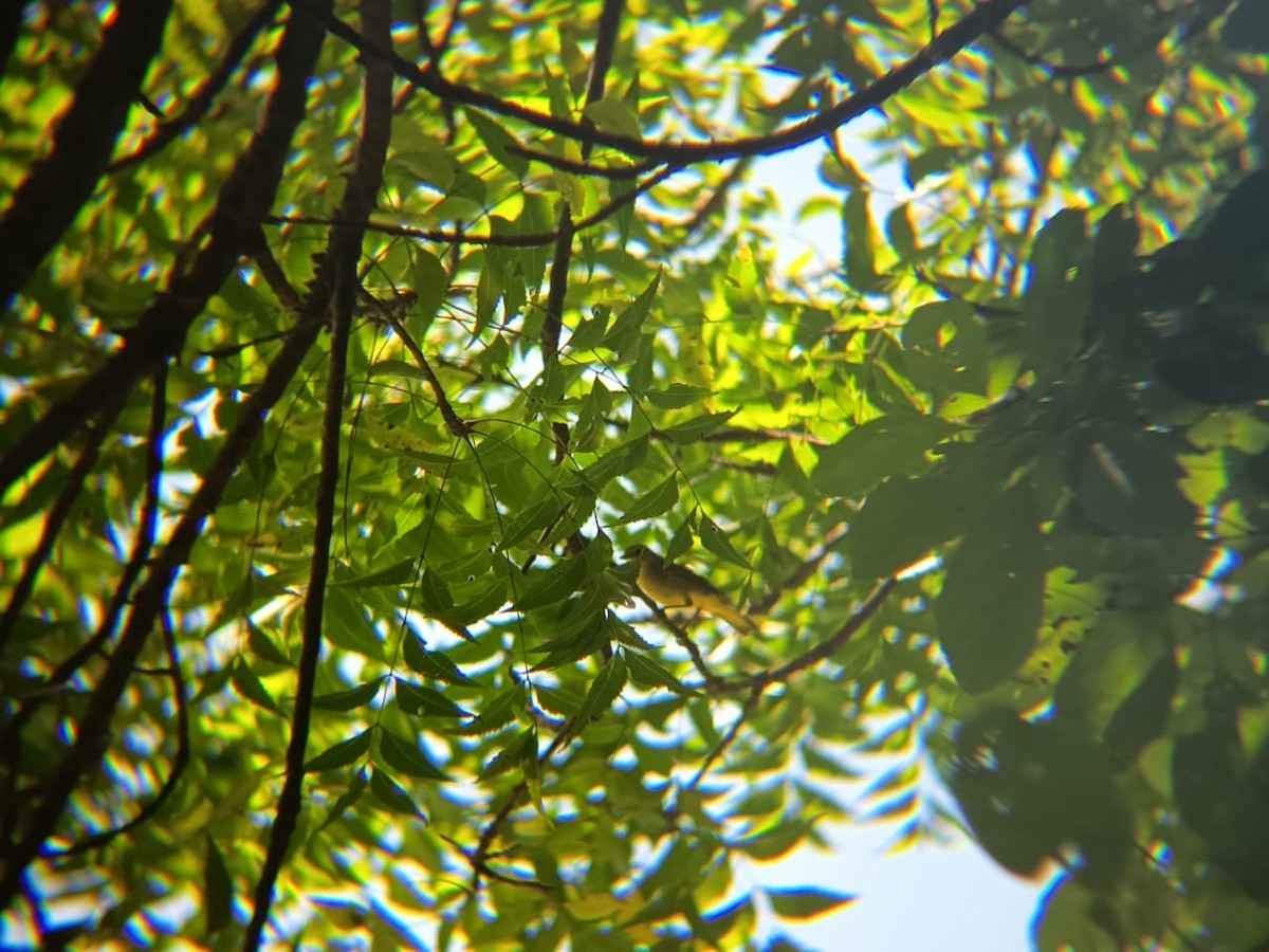 Sarı Ötleğen - ML644895415