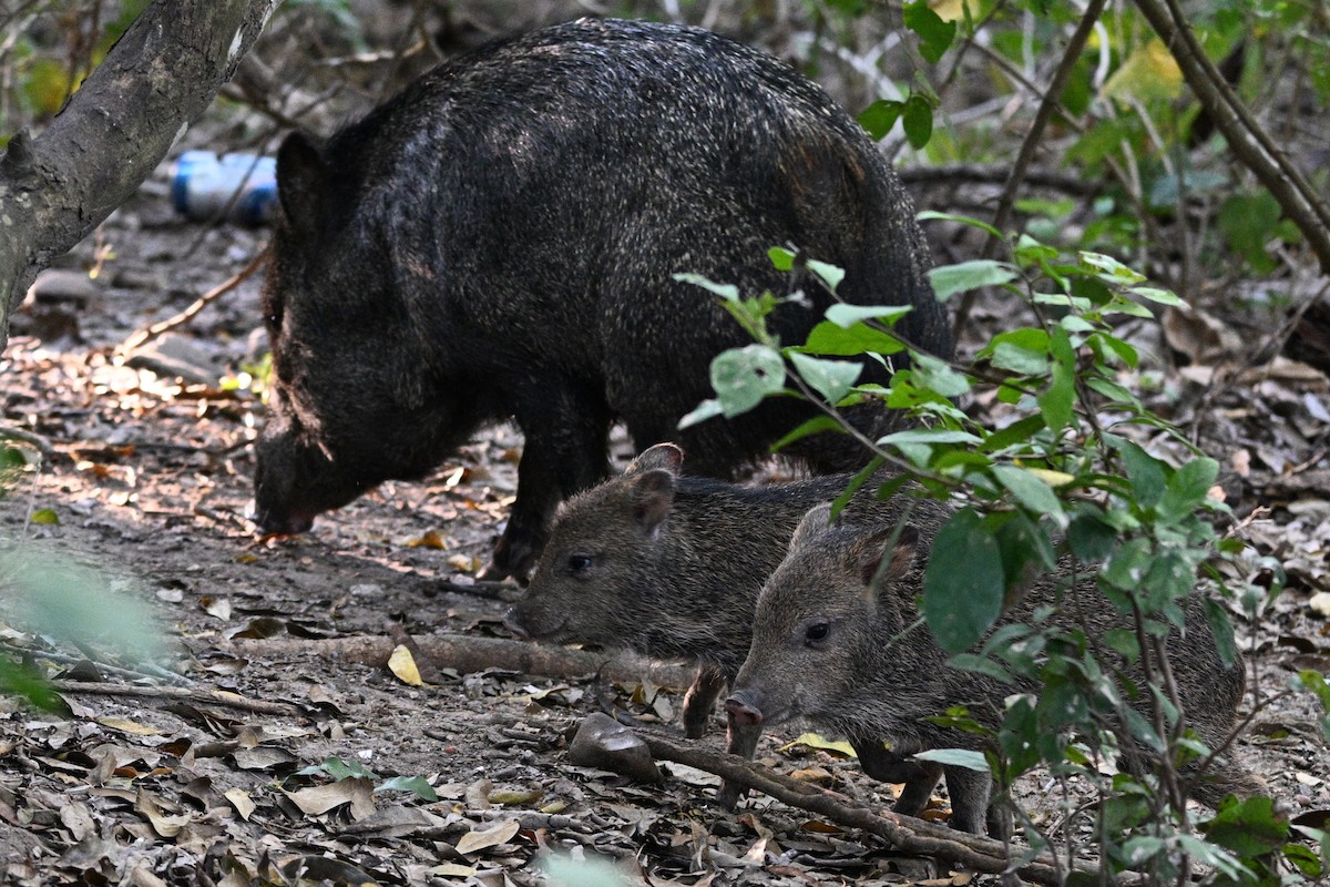 Collared Peccary - ML644895417
