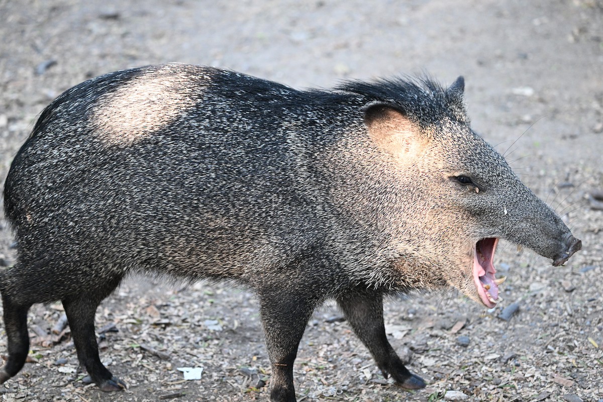 Collared Peccary - ML644895418
