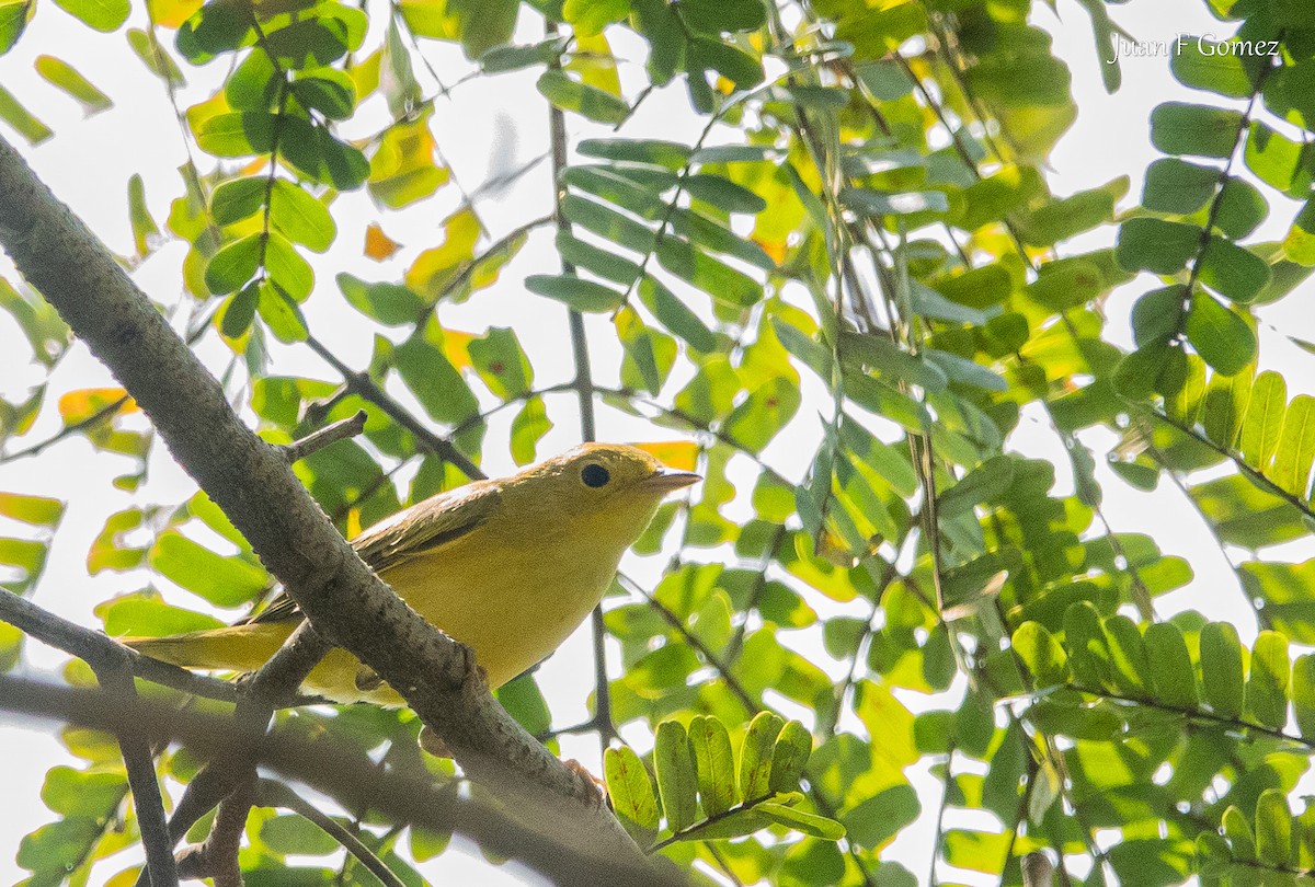 Sarı Ötleğen - ML644895435