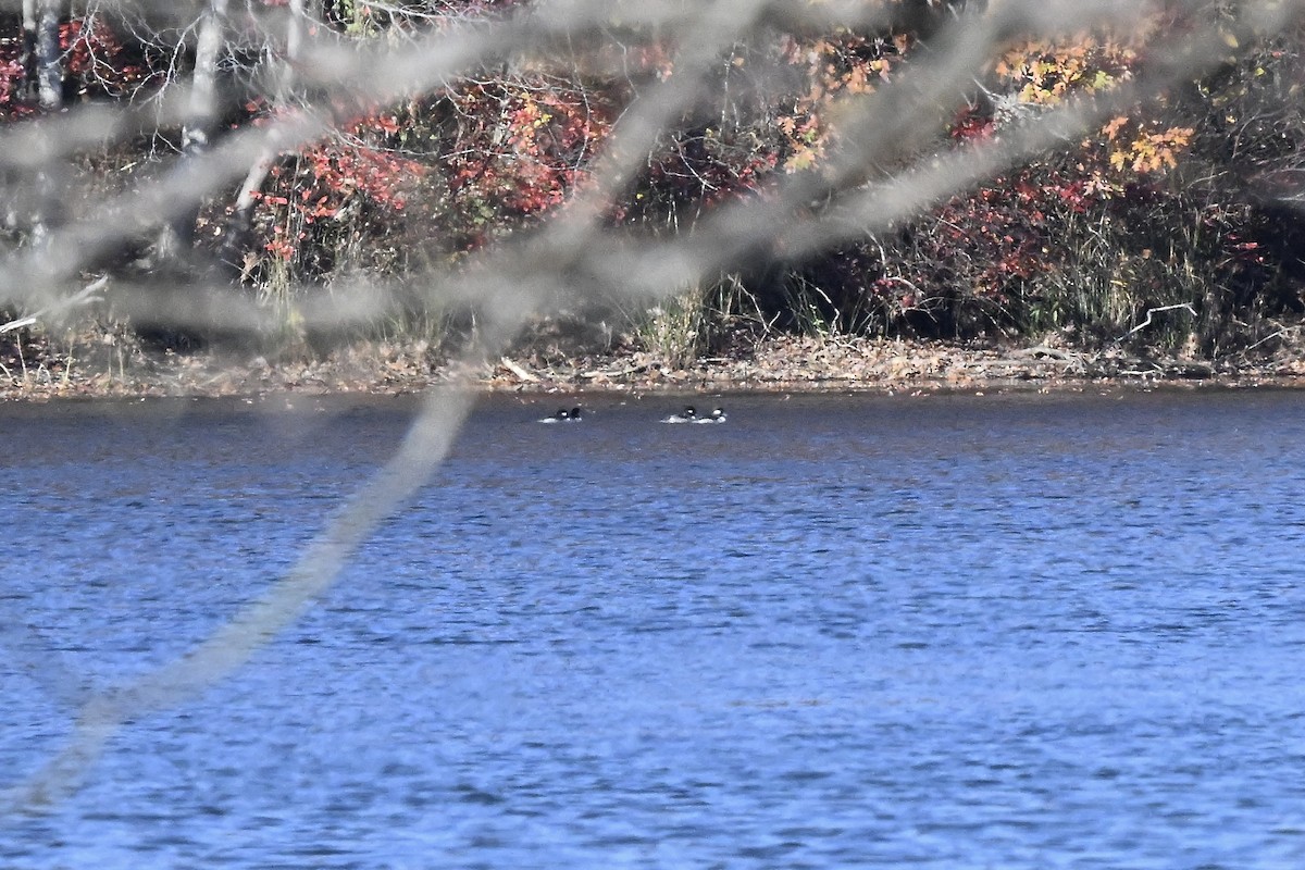 ヒメハジロ - ML644895436