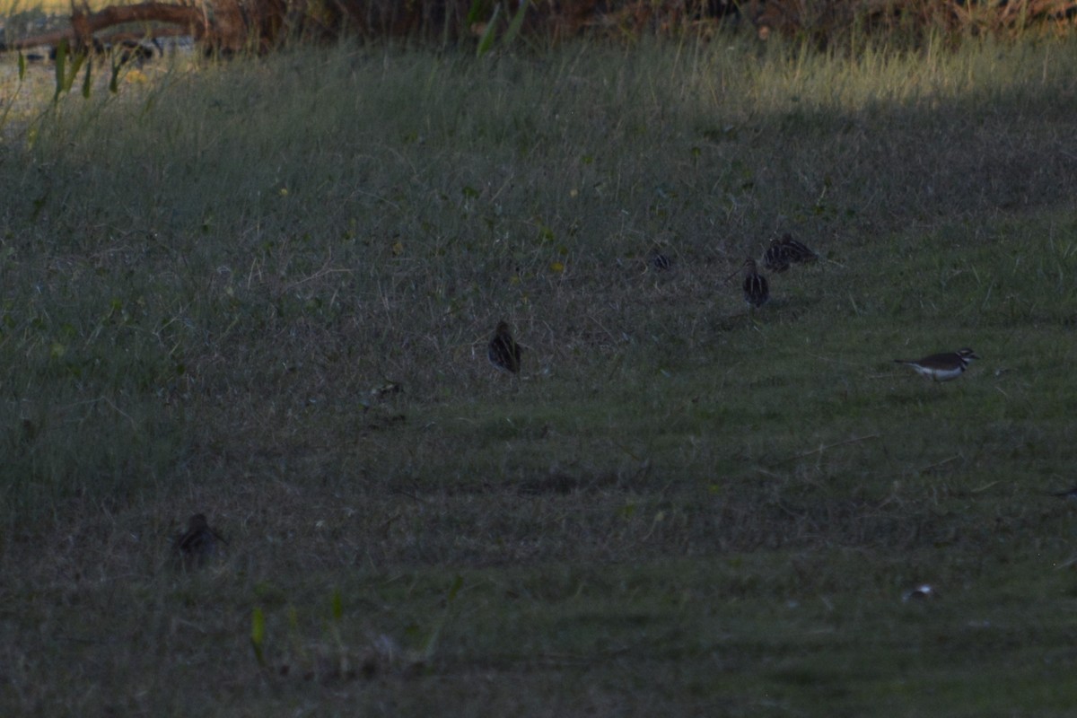 Wilson's Snipe - ML644895438