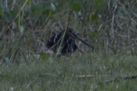 Wilson's Snipe - ML644895439