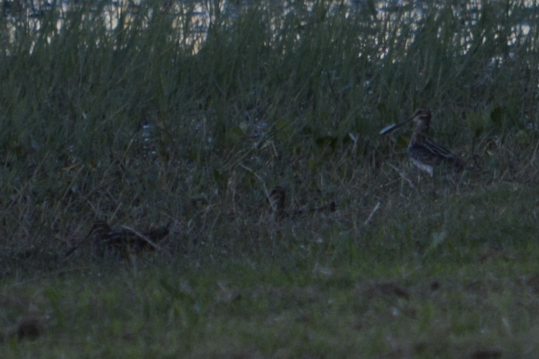 Wilson's Snipe - ML644895440