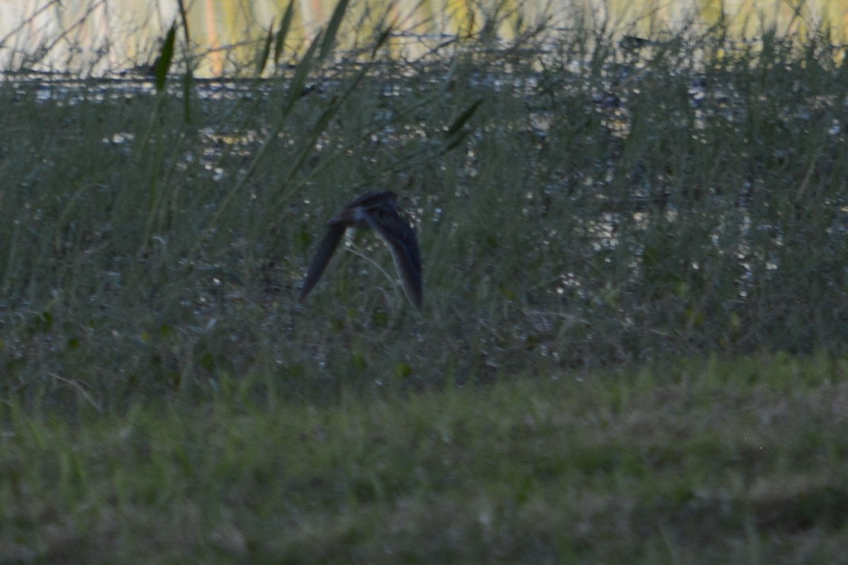 Wilson's Snipe - ML644895441