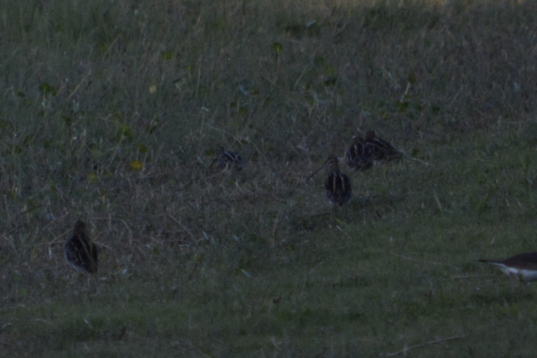 Wilson's Snipe - ML644895442