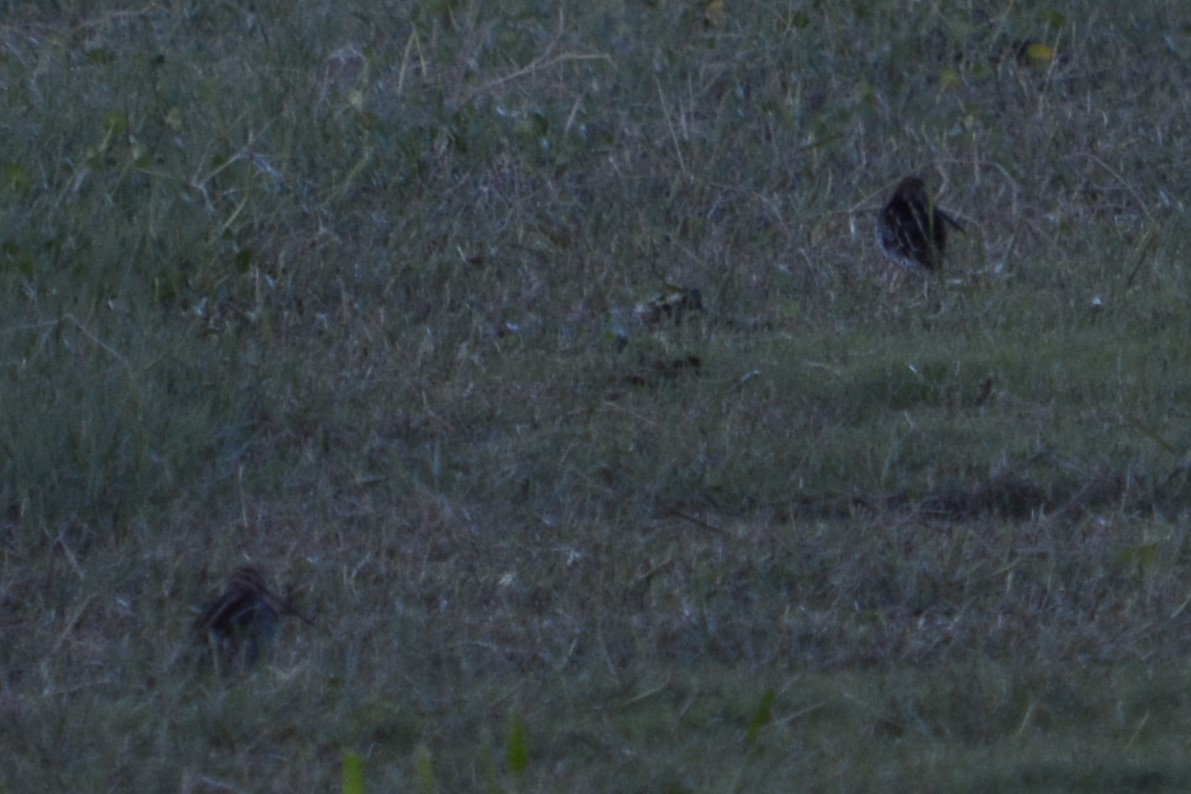 Wilson's Snipe - ML644895443