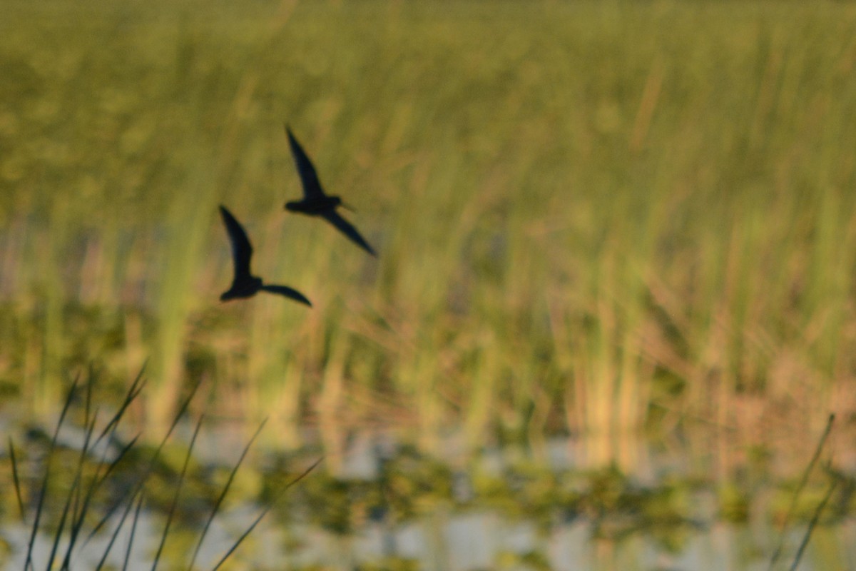 Wilson's Snipe - ML644895444