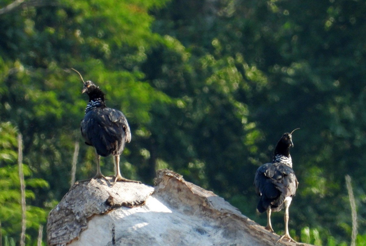 kamiš růžkatý - ML644895447