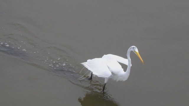 Garceta Grande - ML644895457