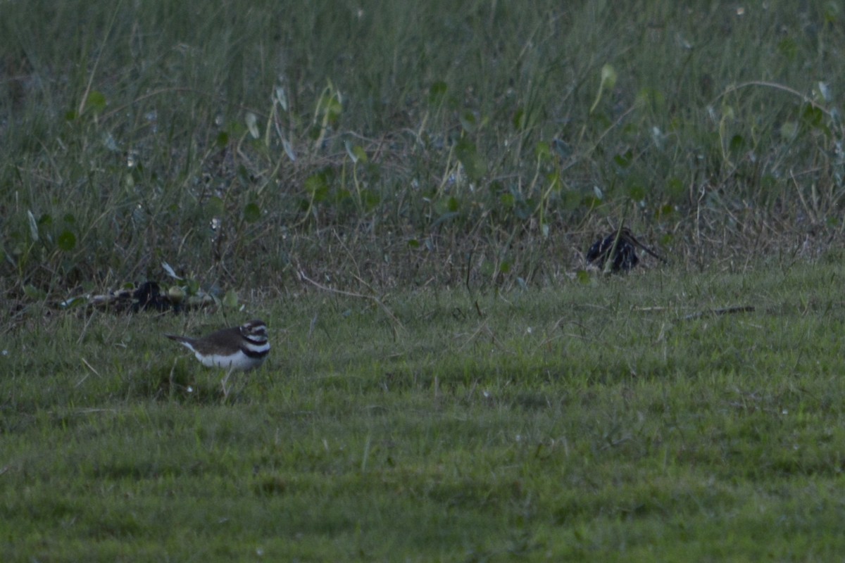 Killdeer - ML644895471