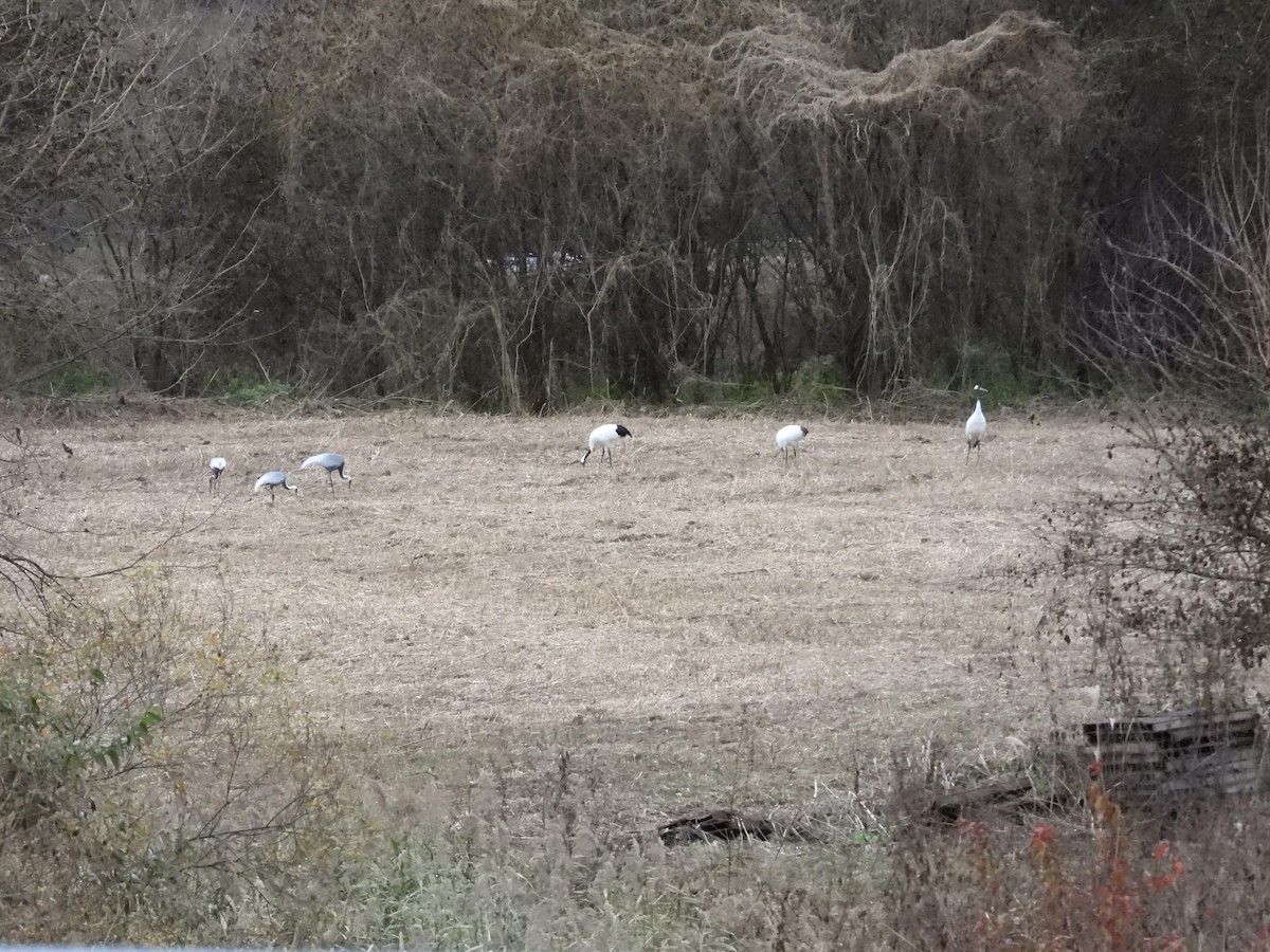 Grue du Japon - ML644895474