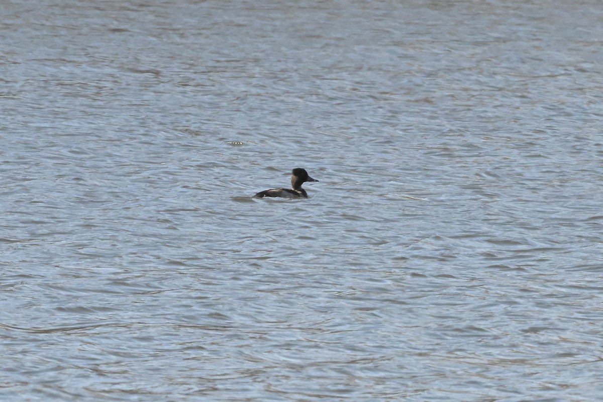 クビワキンクロ - ML644895479