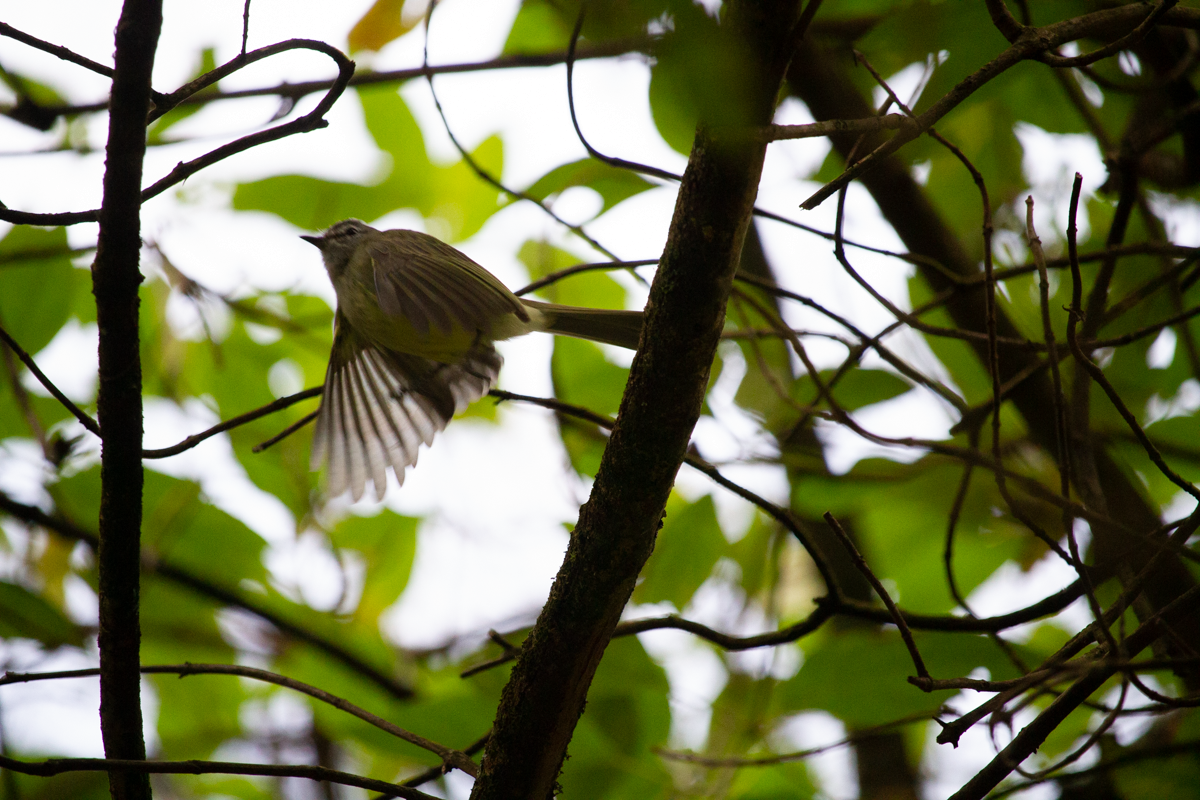 Greenish Elaenia - ML644895483