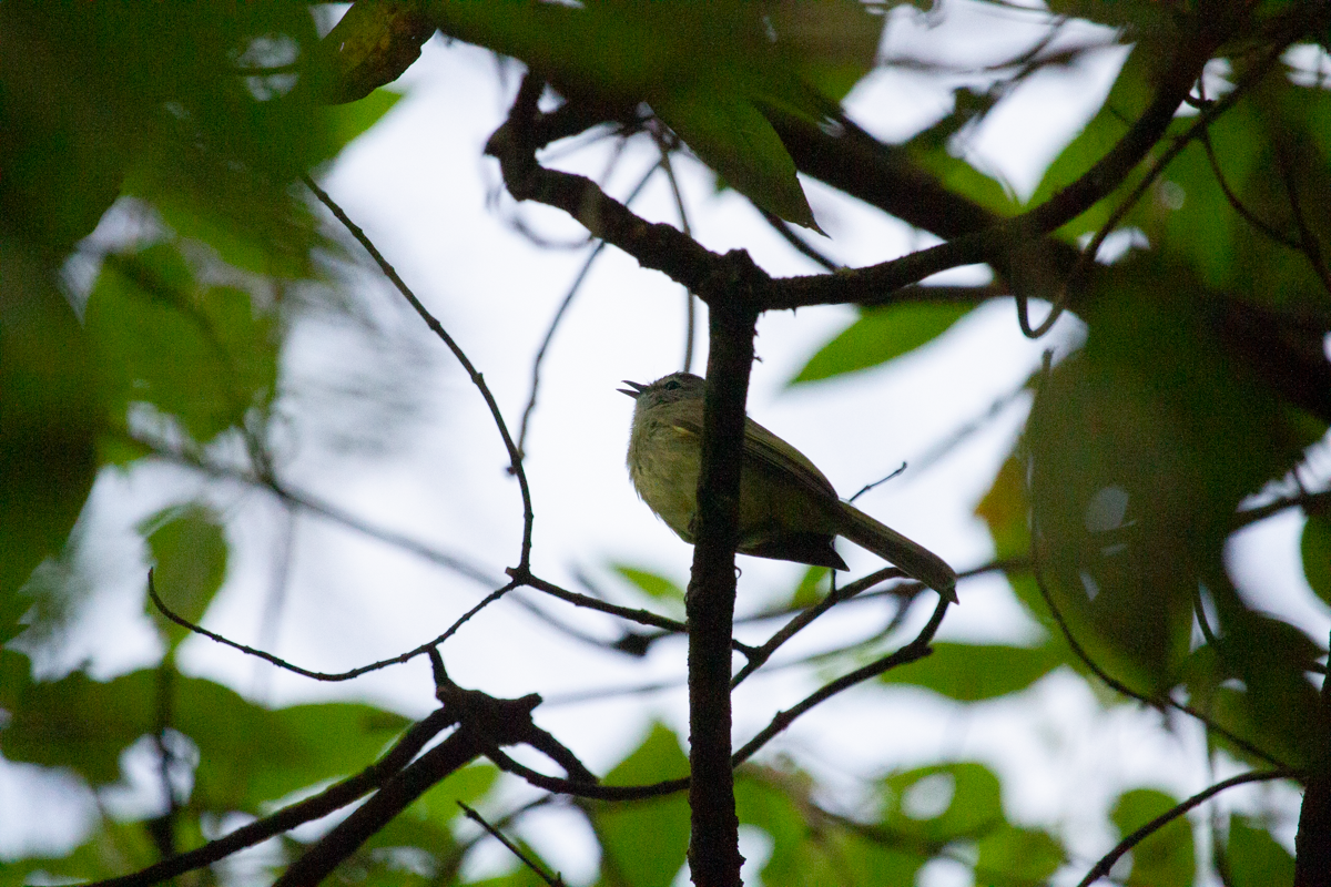 Greenish Elaenia - ML644895484