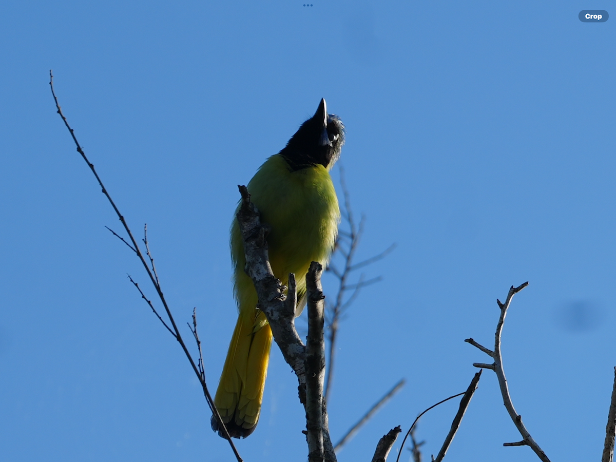 Inkablaurabe - ML644895487