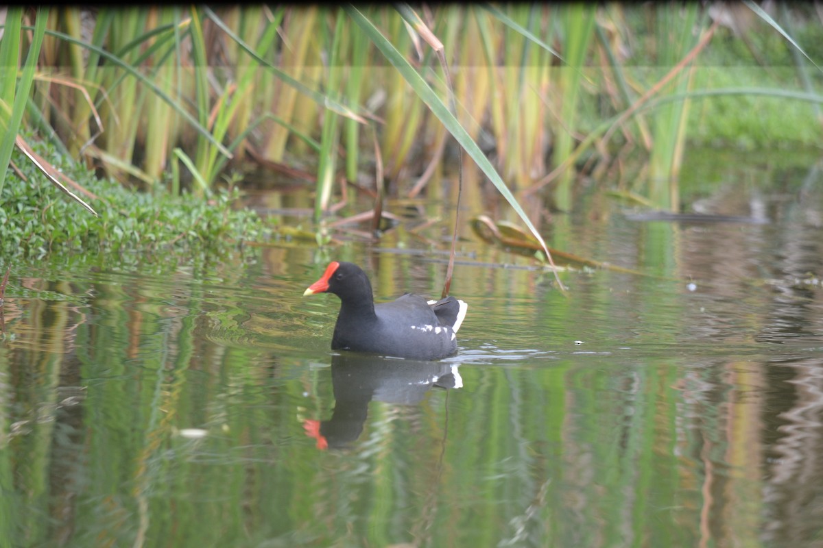 Amerika Sutavuğu - ML644895491