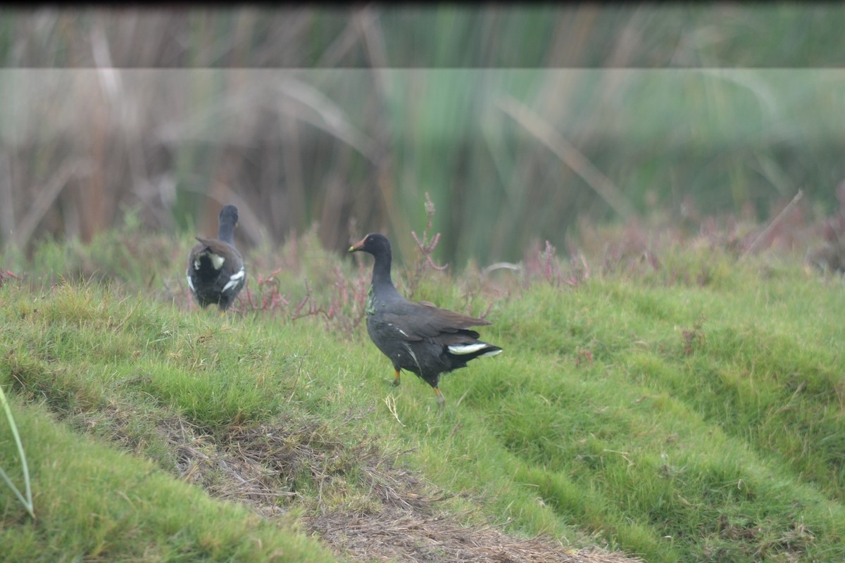 Amerika Sutavuğu - ML644895492