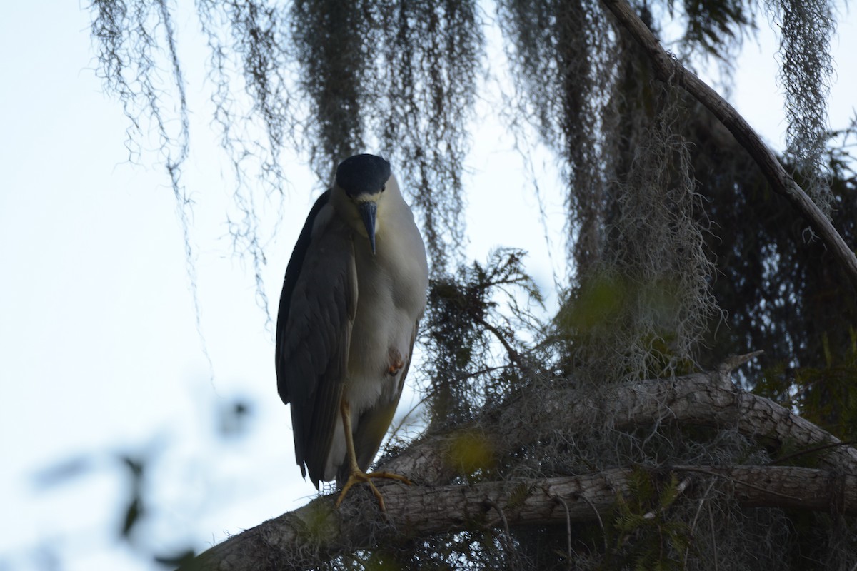 Black-crowned Night Heron - ML644895497