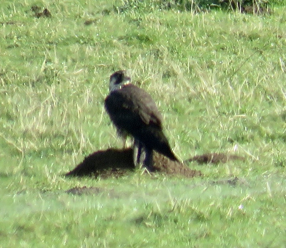 遊隼 - ML644895503