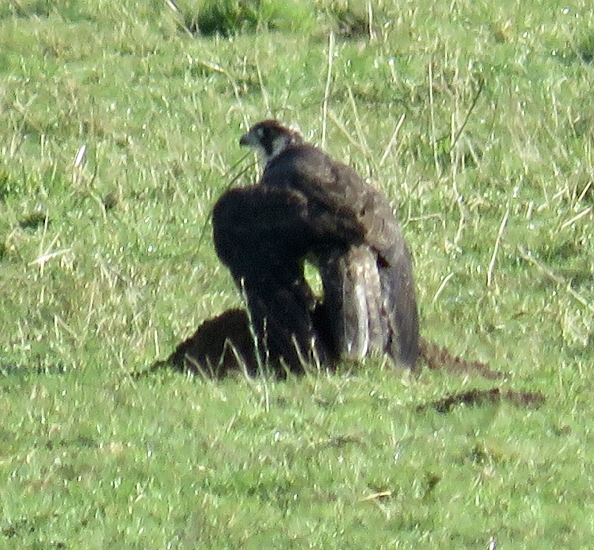 遊隼 - ML644895506