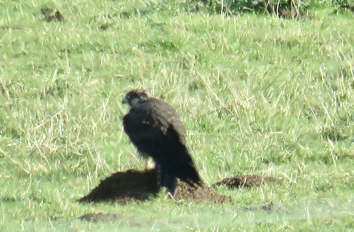 遊隼 - ML644895509