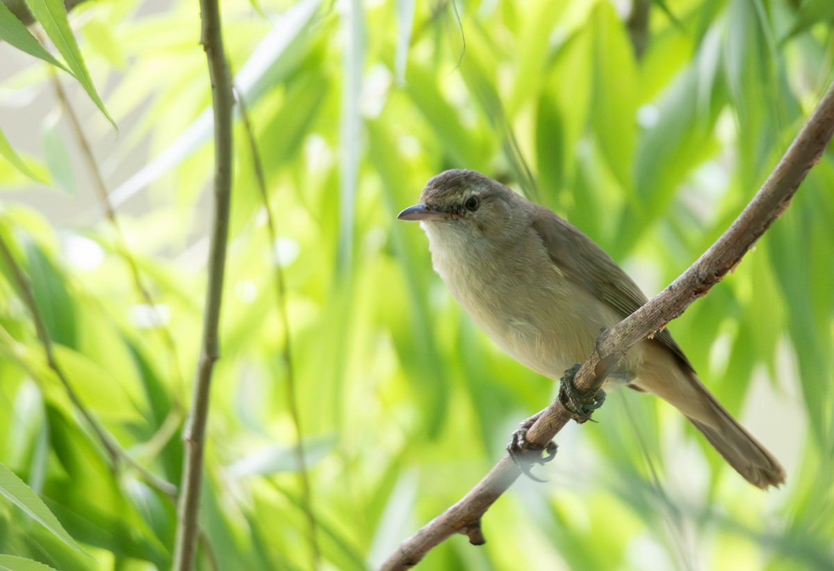 Australian Reed Warbler - ML644895513