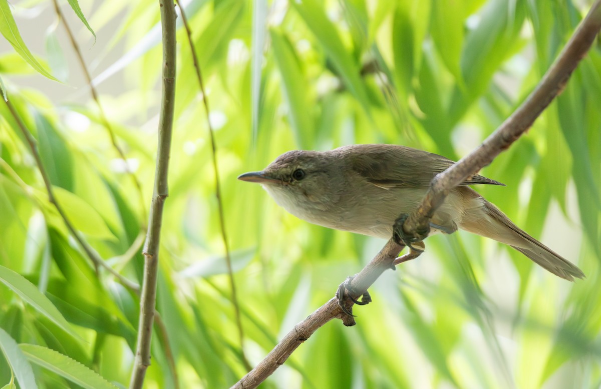 Australian Reed Warbler - ML644895514