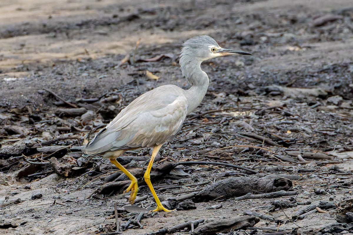 White-faced Heron - ML644895522