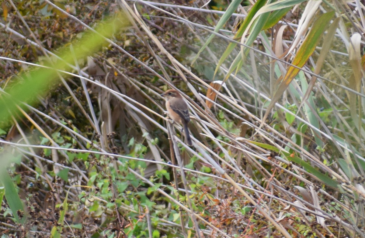 紅頭伯勞 - ML644895523