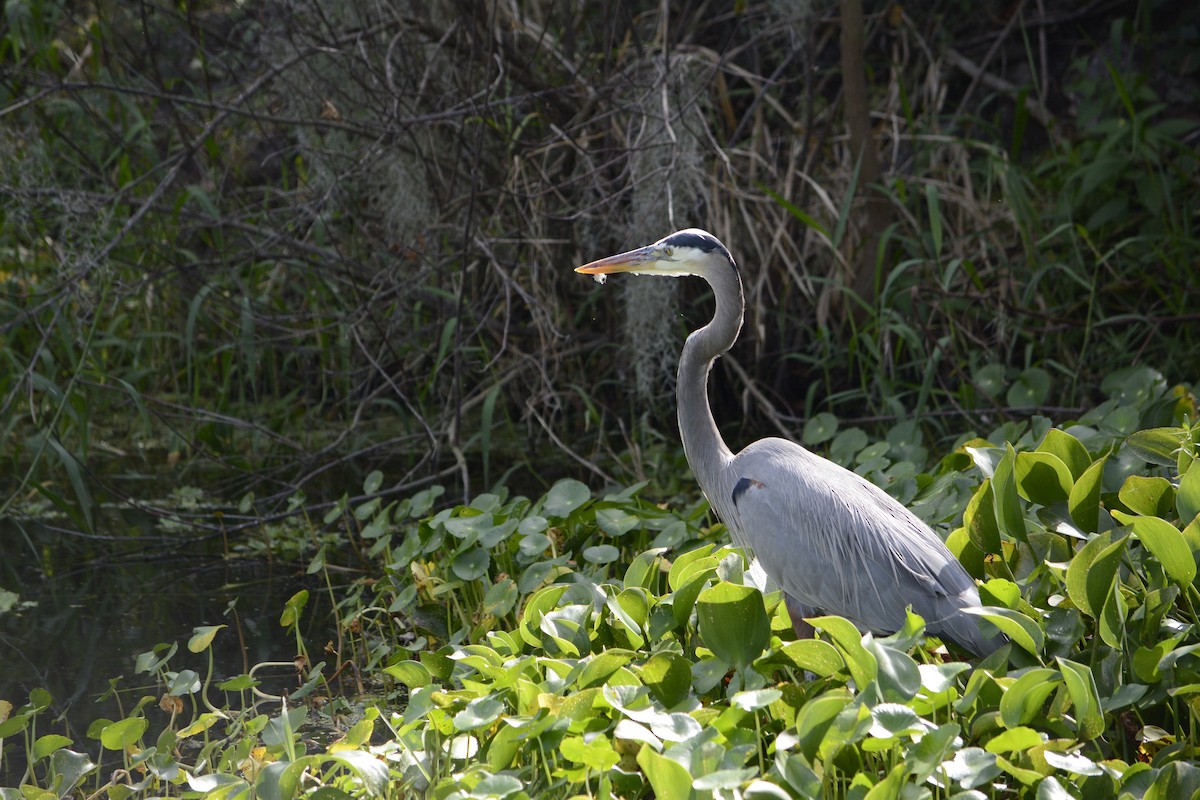 Great Blue Heron - ML644895524