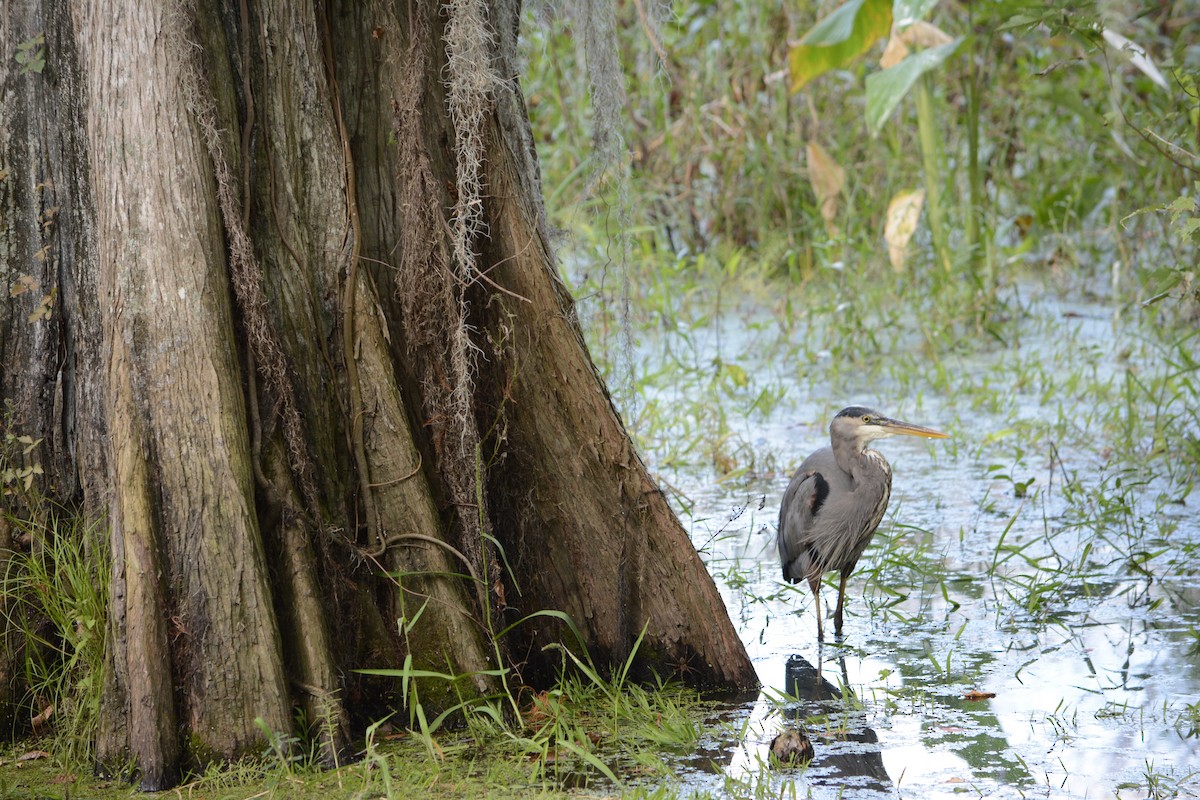 אנפה אמריקנית - ML644895525
