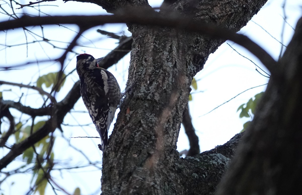 נקר צהוב-בטן - ML644895527