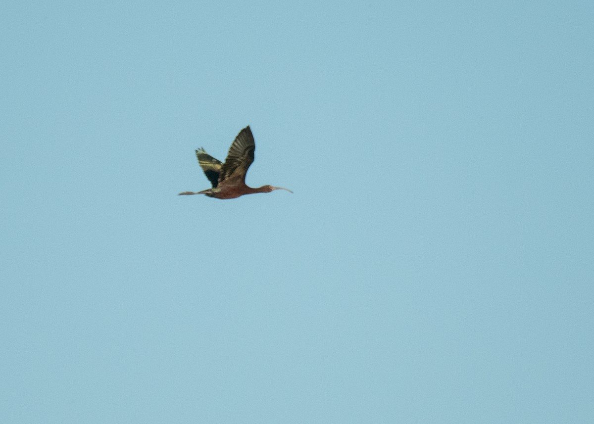 White-faced Ibis - ML644895528