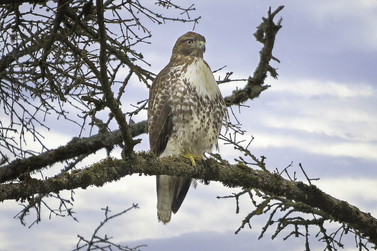 Red-tailed Hawk - ML644895529
