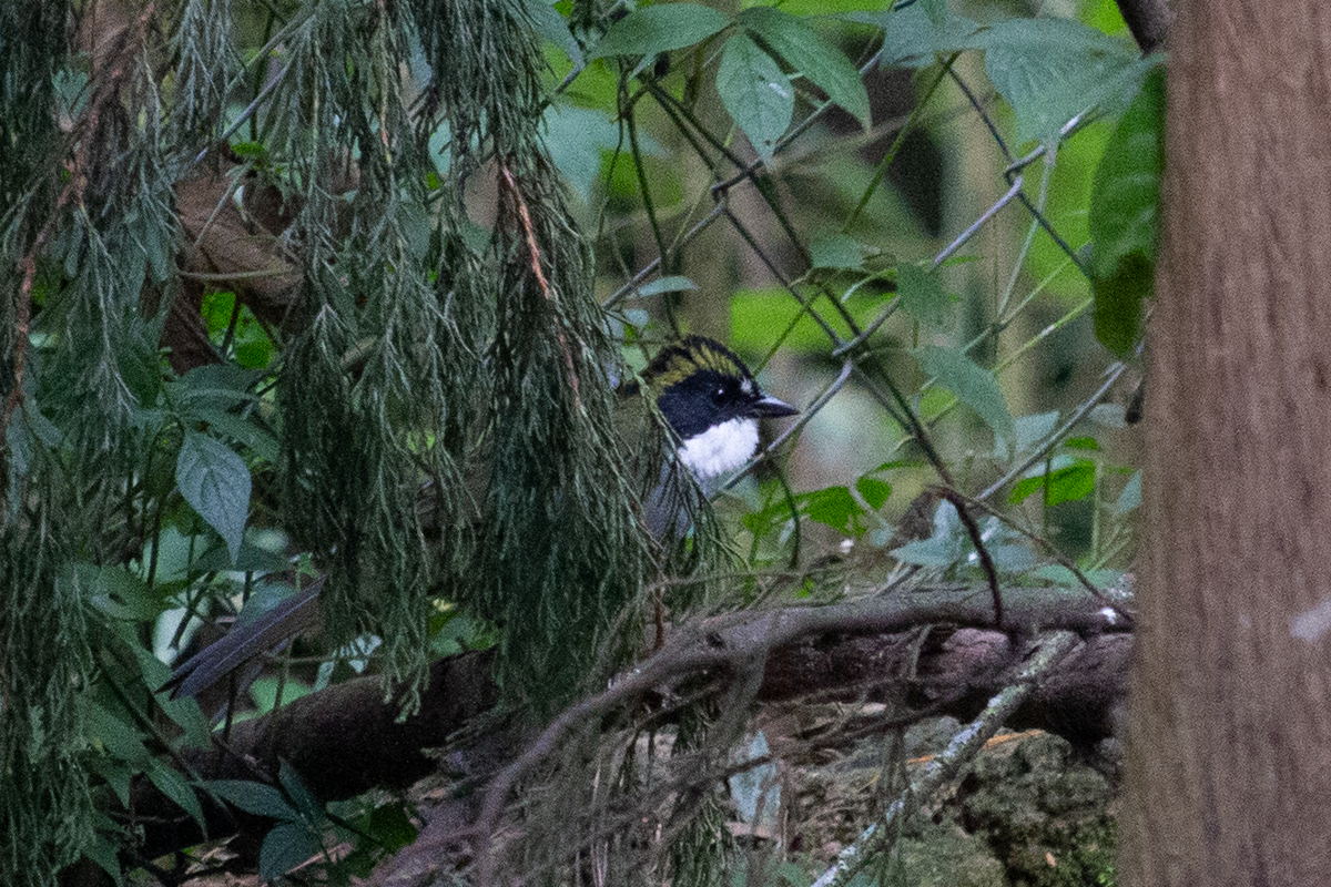 Green-striped Brushfinch - ML644895530