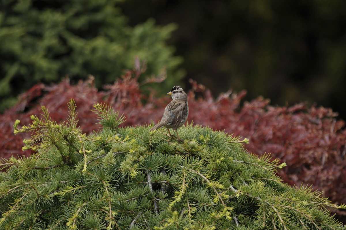 גיבתונית לבנת-כיפה - ML644895531