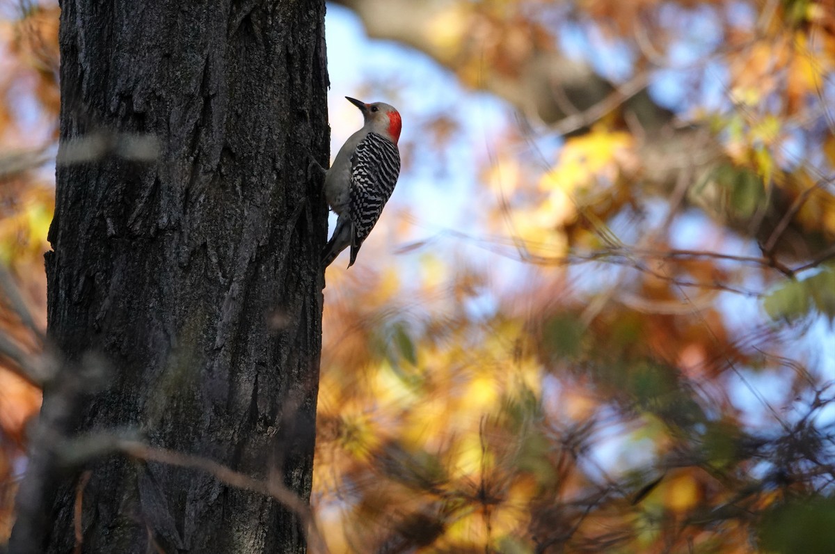 Red-bellied Woodpecker - ML644895533