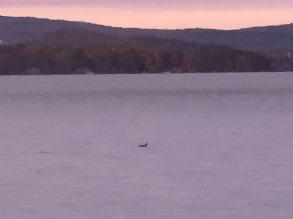 צוללן צפוני - ML644895534