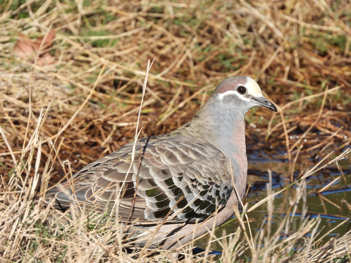 Common Bronzewing - ML644895535