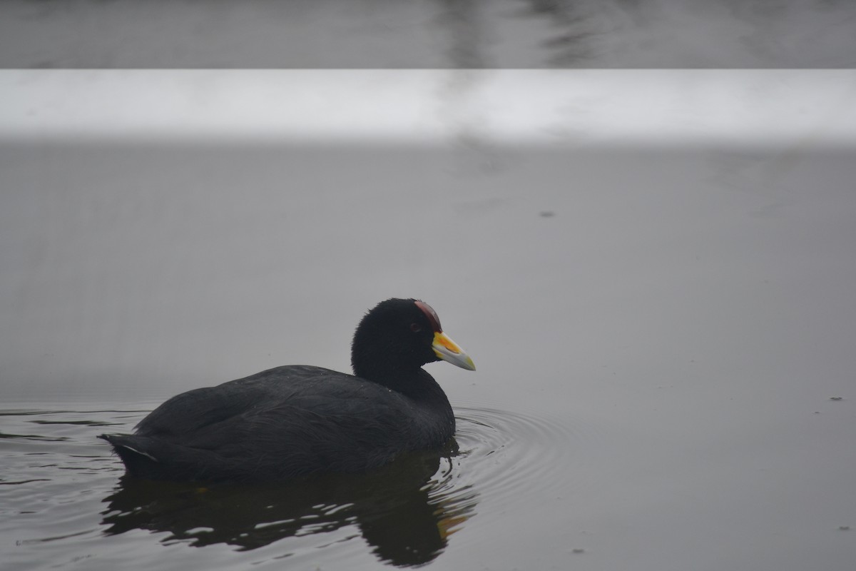 Slate-colored Coot - ML644895536