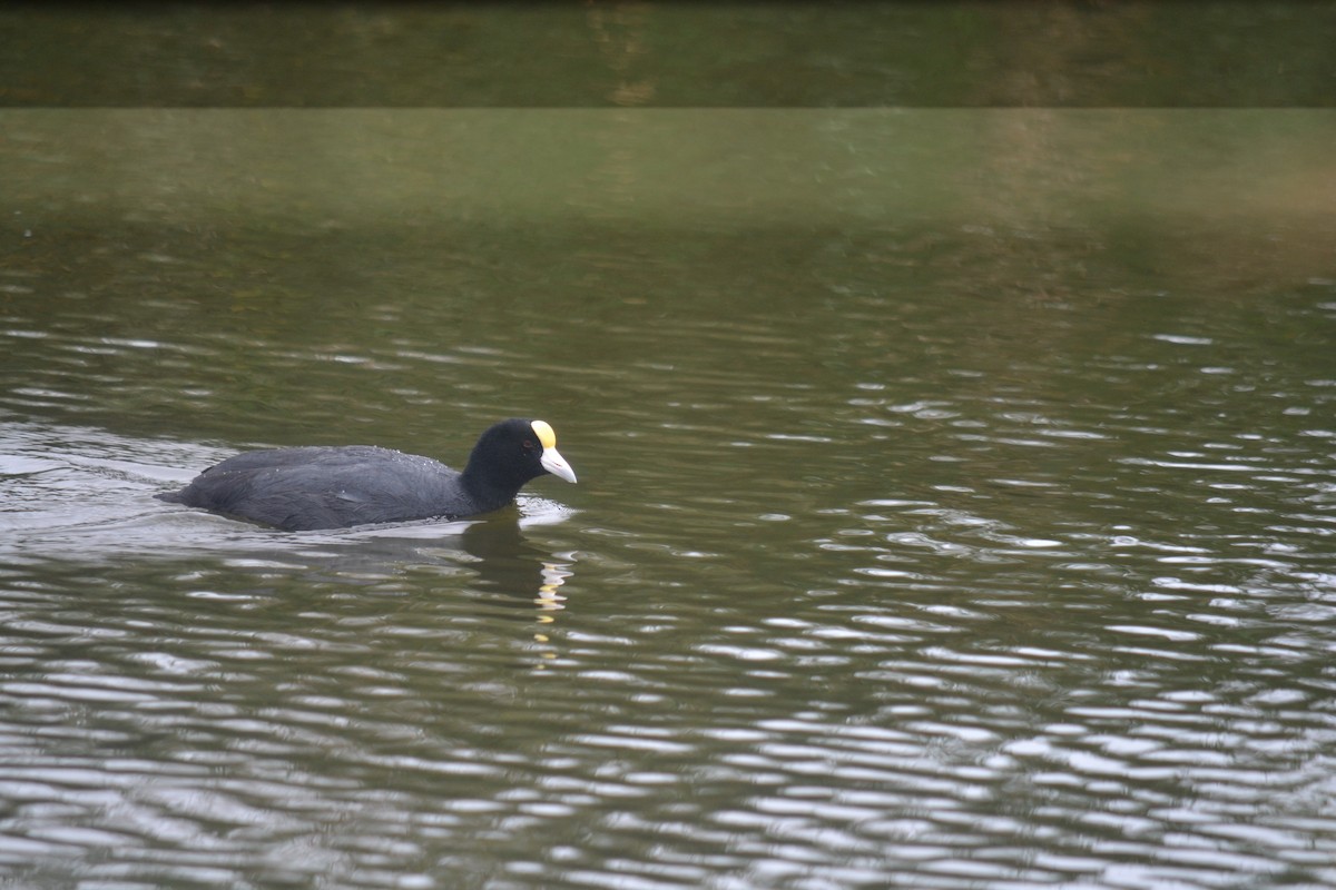 Slate-colored Coot - ML644895537