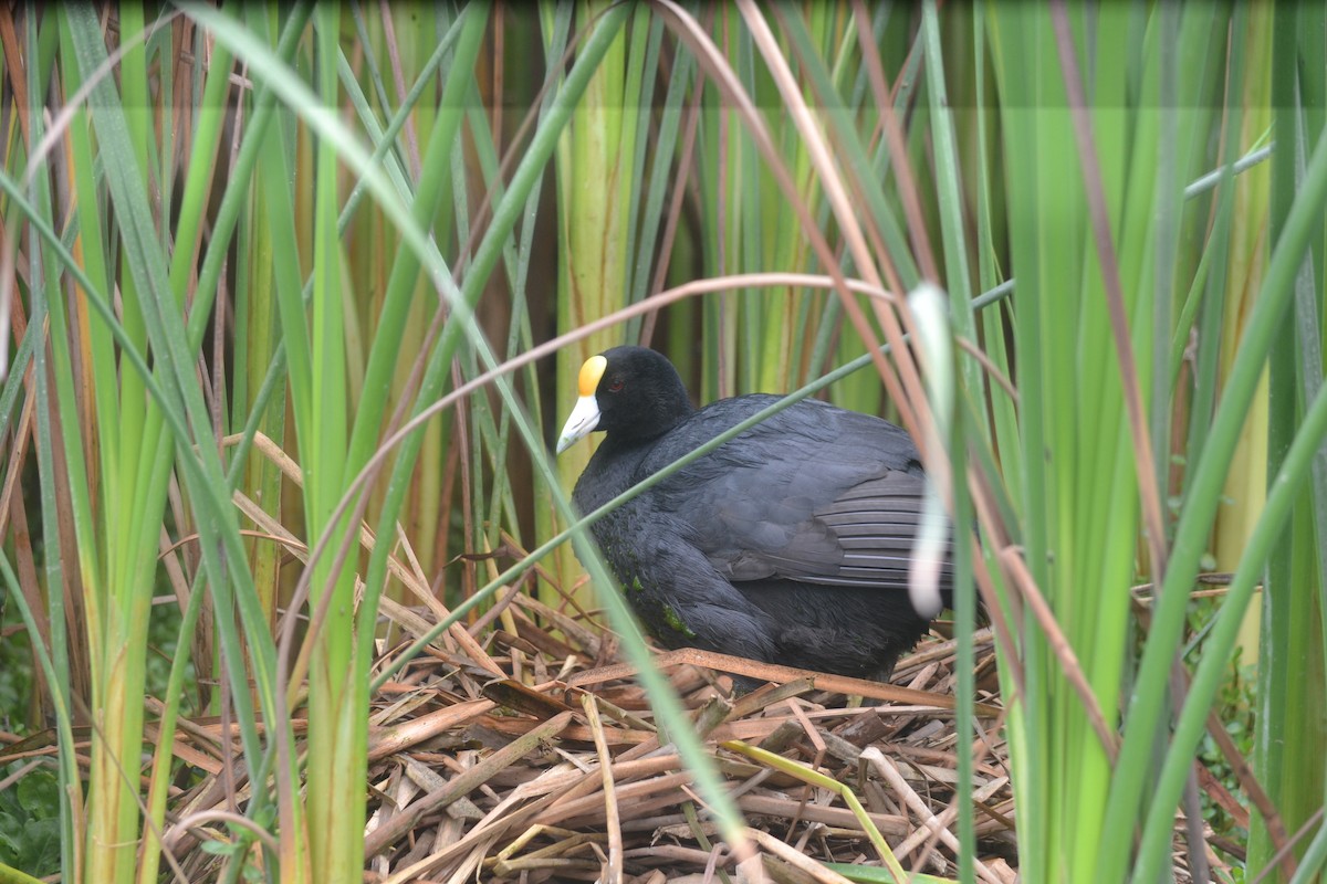 Slate-colored Coot - ML644895538